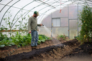 gentleman farmer watering plants