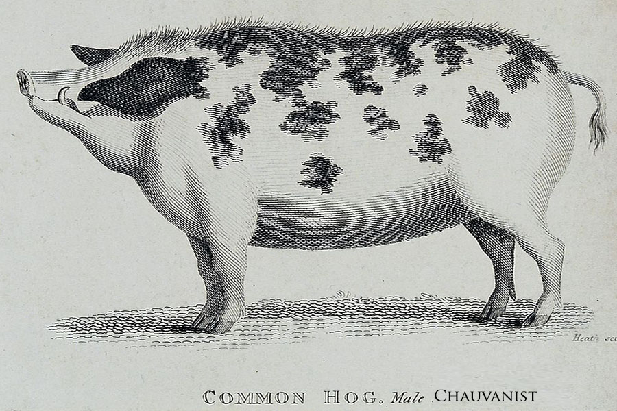 pig with text: "common hog, male chauvinist
